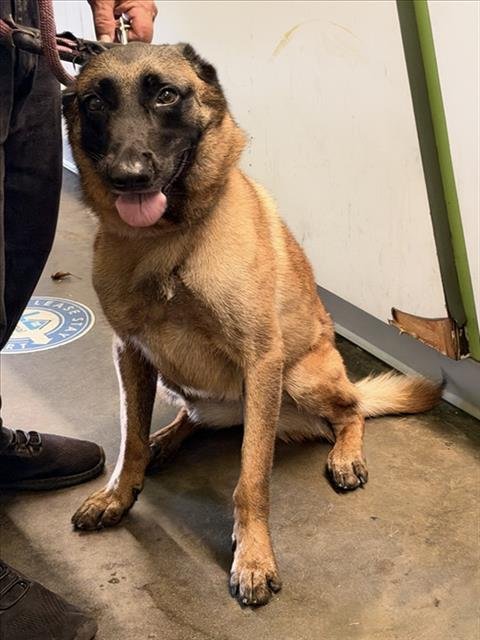 ARROW - Belgian Shepherd Malinois available for adoption