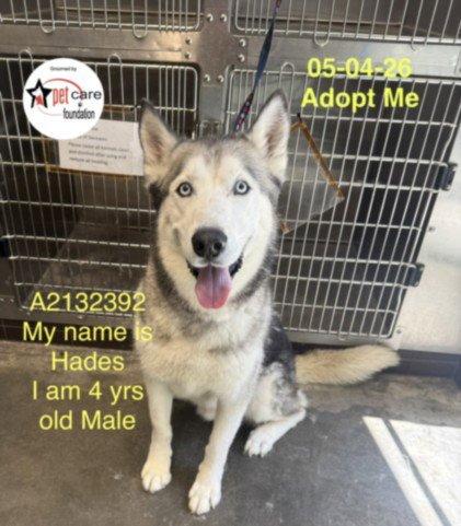 HADES - Husky available for adoption