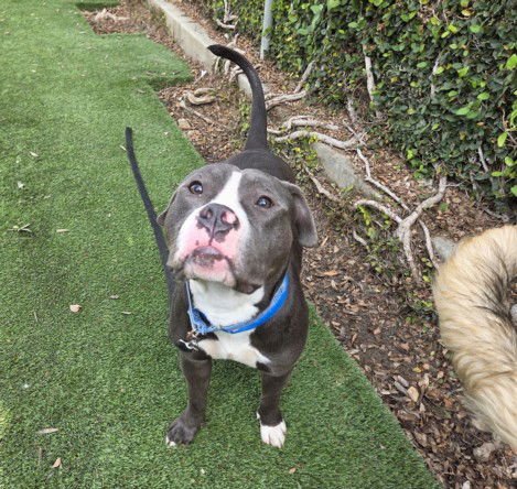 BENJI - Pit Bull Terrier available for adoption