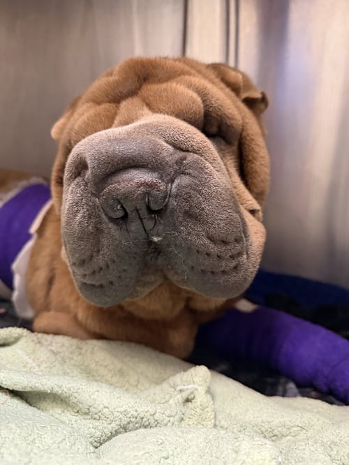 CELESTE - Chinese Shar-Pei available for adoption