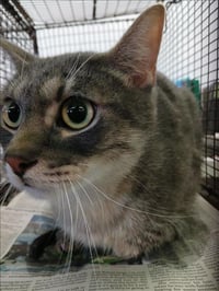 GANDALF THE GREY - Photo 1