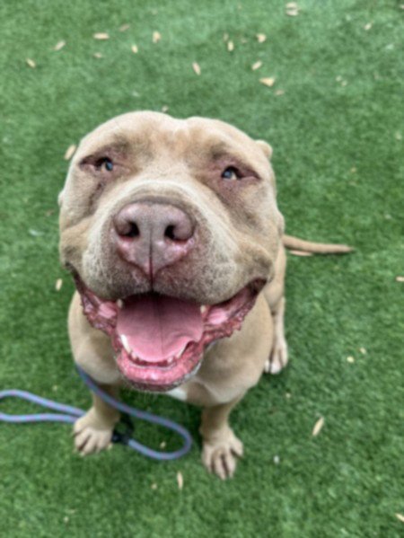 GORDO - Pit Bull Terrier available for adoption