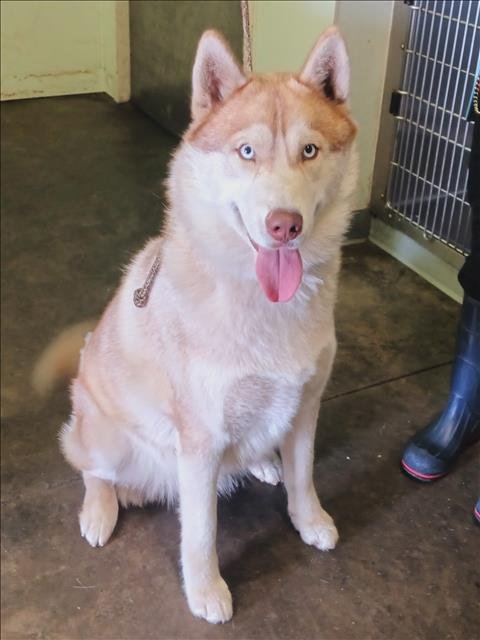 BEAR - Siberian Husky available for adoption