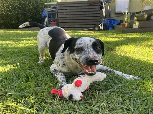 SPOT - Dalmatian available for adoption