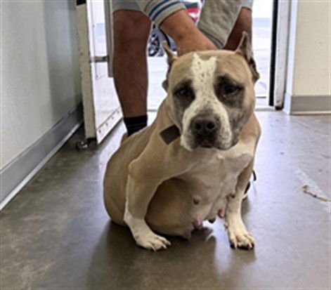 FLOR - Pit Bull Terrier available for adoption