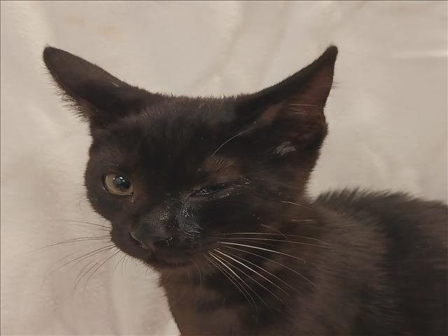 ROSIE Image