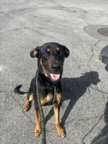 MARIO - Doberman Pinscher available for adoption
