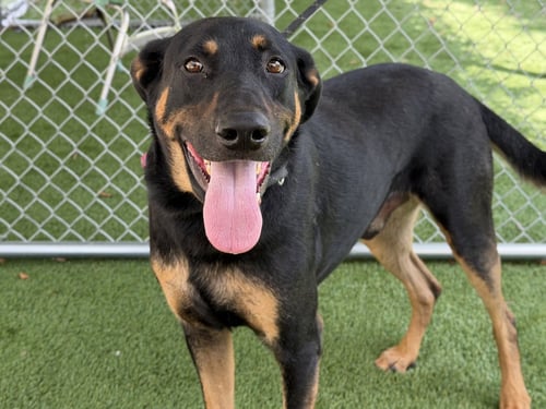 MARIO - Doberman Pinscher available for adoption