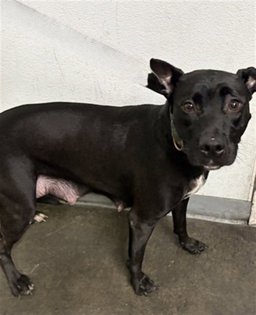 KIARA - Pit Bull Terrier available for adoption