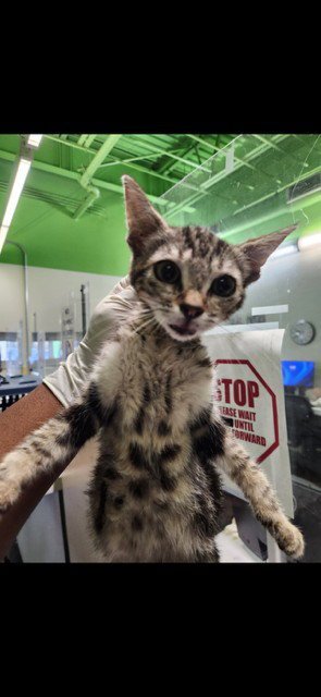 HAMMER - Domestic Short Hair available for adoption