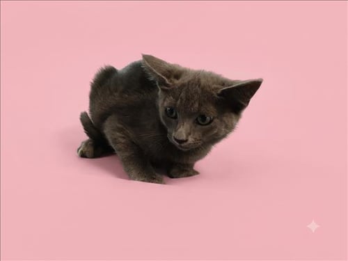 MIEKO - Domestic Short Hair available for adoption