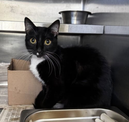 MONA - Domestic Short Hair available for adoption