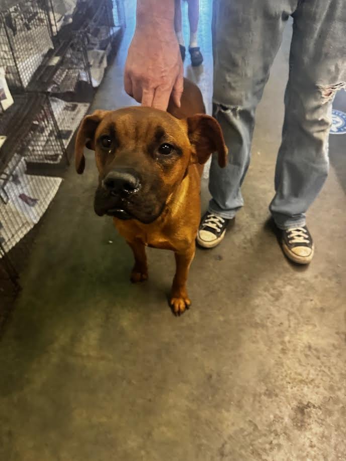 RANGER - Pit Bull Terrier available for adoption