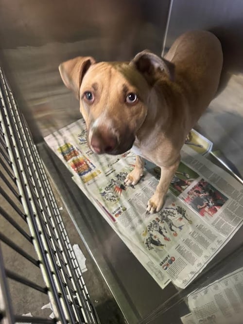 ABBY - Pit Bull Terrier / German Shepherd Dog available for adoption