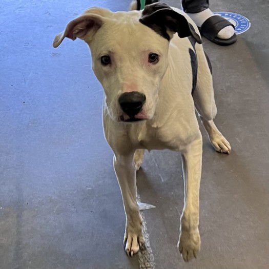 WENDY - Pit Bull Terrier available for adoption