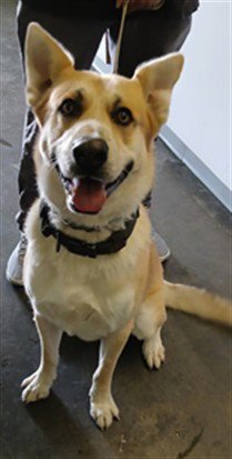 SHILO - German Shepherd Dog / Siberian Husky available for adoption