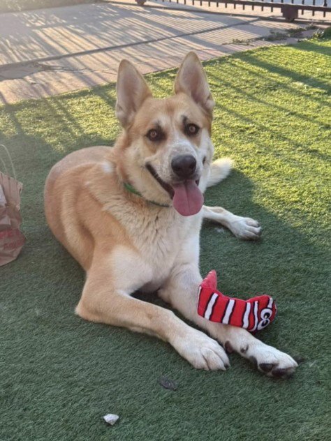 SHILO - German Shepherd Dog / Siberian Husky available for adoption