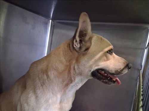 BABY DRAKO - Labrador Retriever available for adoption