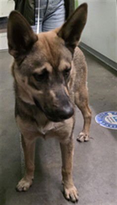 ALEX - German Shepherd Dog available for adoption