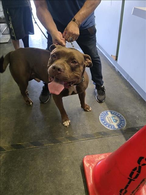 CANELO - Pit Bull Terrier available for adoption