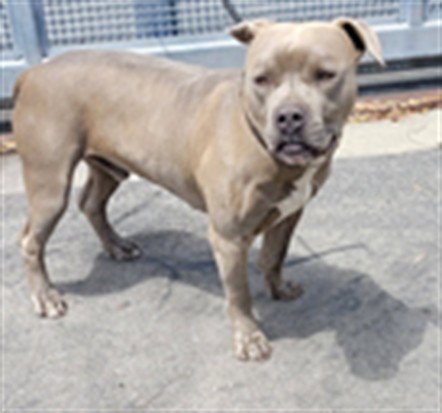 TANK - American Pit Bull Terrier available for adoption