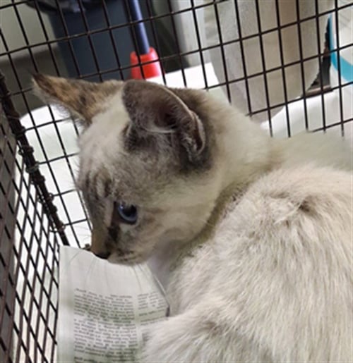 VISS - Siamese available for adoption
