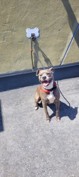 EMORY - American Pit Bull Terrier available for adoption