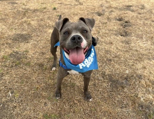 EMORY - American Pit Bull Terrier available for adoption