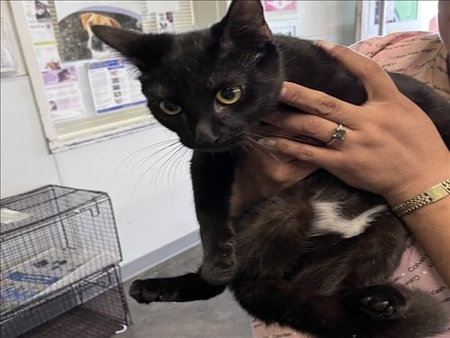 TOUZI - Domestic Short Hair available for adoption
