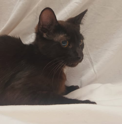 A2285820 - Domestic Short Hair available for adoption