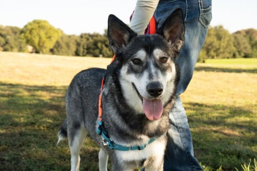 ANNIE - Siberian Husky available for adoption
