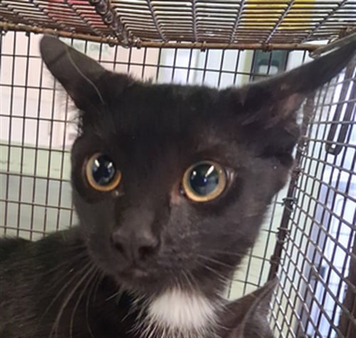 B.B. - Domestic Short Hair available for adoption