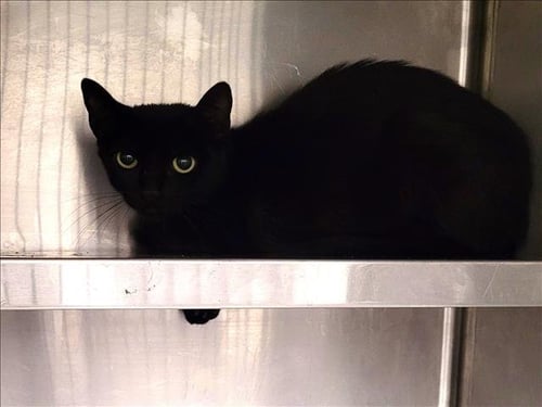 APHRODITE - Domestic Short Hair available for adoption