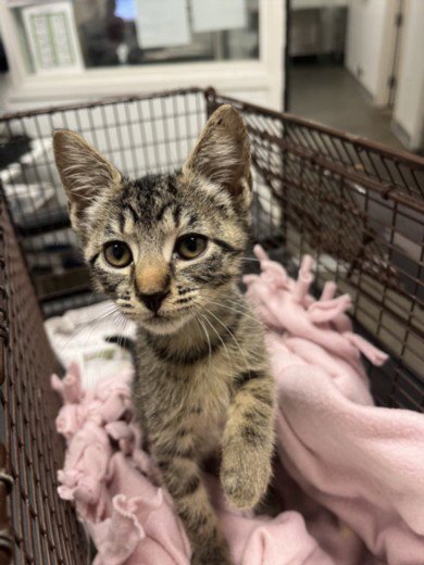 A2290877 - Domestic Short Hair available for adoption