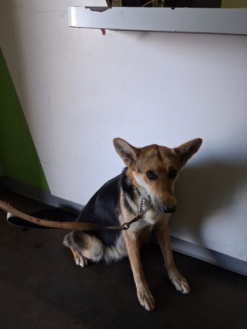 FIFTY - German Shepherd Dog available for adoption