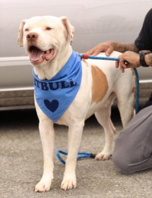 SPIKE - American Staffordshire Terrier available for adoption