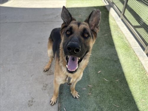 RANGER - German Shepherd Dog available for adoption