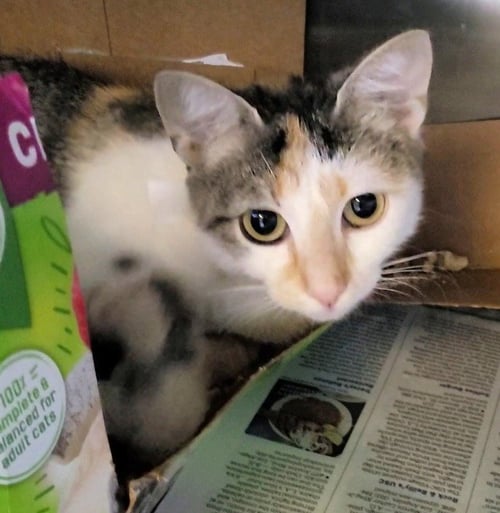 MAMA - Domestic Short Hair available for adoption