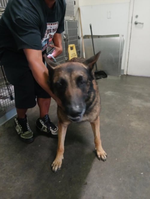 ROMEO - Belgian Shepherd Malinois available for adoption