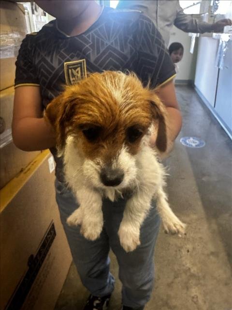 VACA - Chihuahua available for adoption