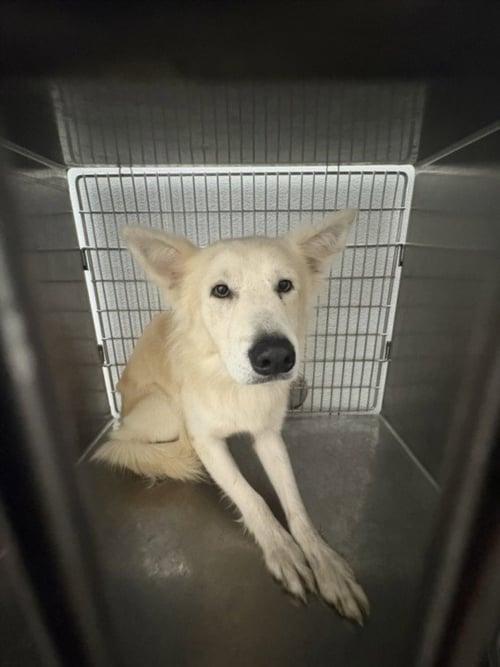 BORIS - Husky available for adoption