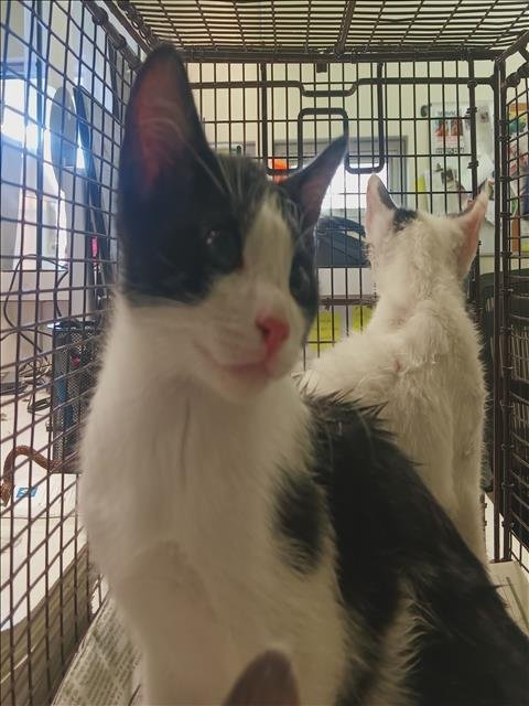 A2285461 - Domestic Short Hair available for adoption