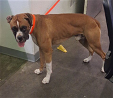 A2287356 - Boxer available for adoption