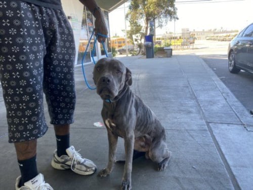 DRAKE - Pit Bull Terrier available for adoption
