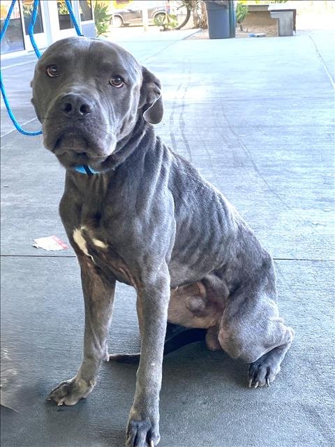 DRAKE - Pit Bull Terrier available for adoption