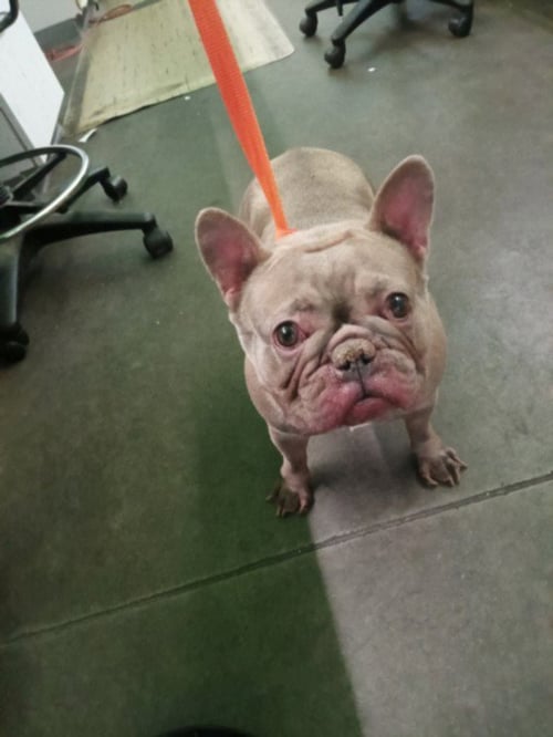 BLANCHE - French Bulldog available for adoption