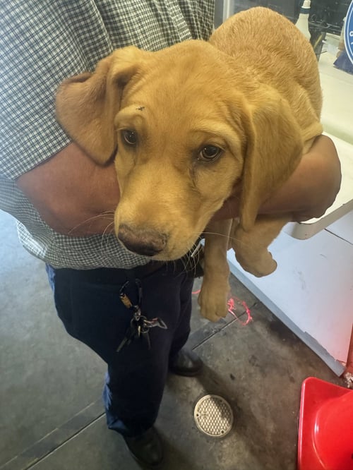 MONI - Golden Retriever / Labrador Retriever available for adoption