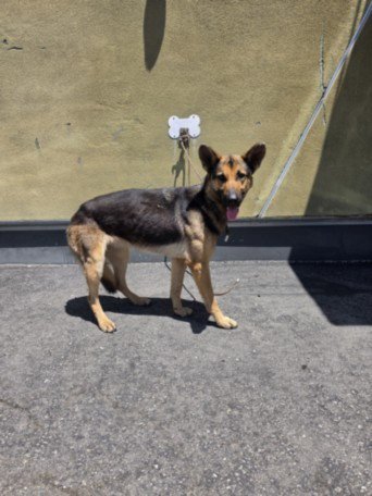 JENNA - German Shepherd Dog available for adoption
