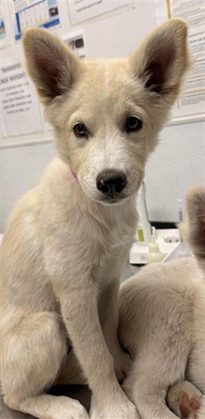 A2290436 - Husky / Chihuahua available for adoption