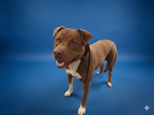 KARAS - Pit Bull Terrier available for adoption